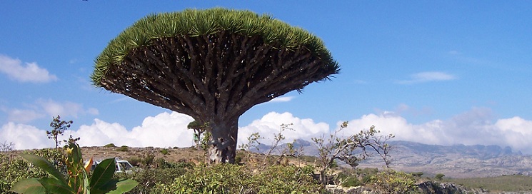 socotra